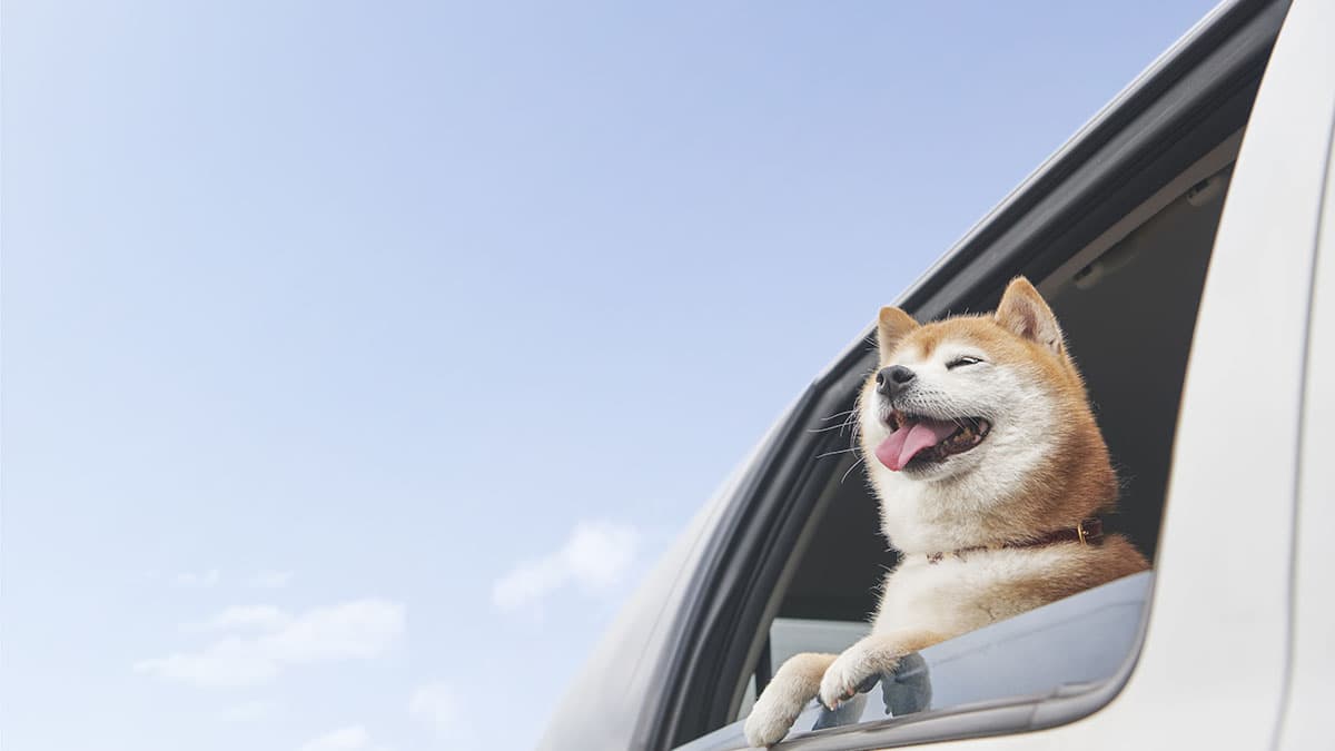 ペットを乗せた車は査定額に響く ストア